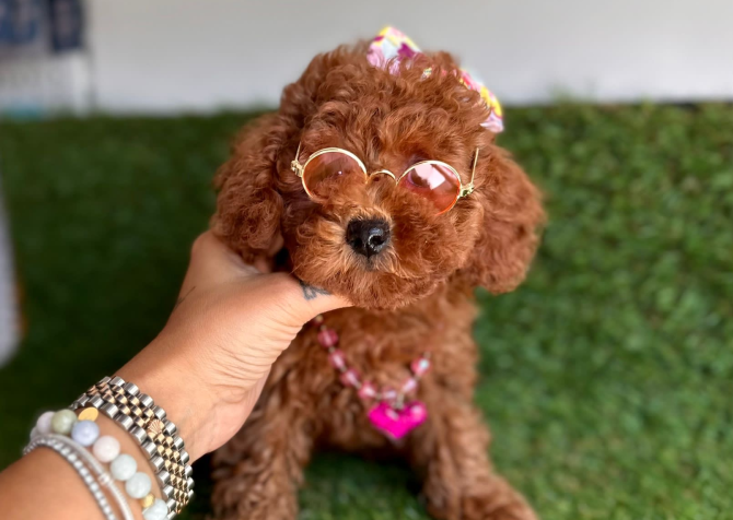 Toy Poodle Bebeklerimiz Yeni Yuvasına Gitmeye Hazırlar